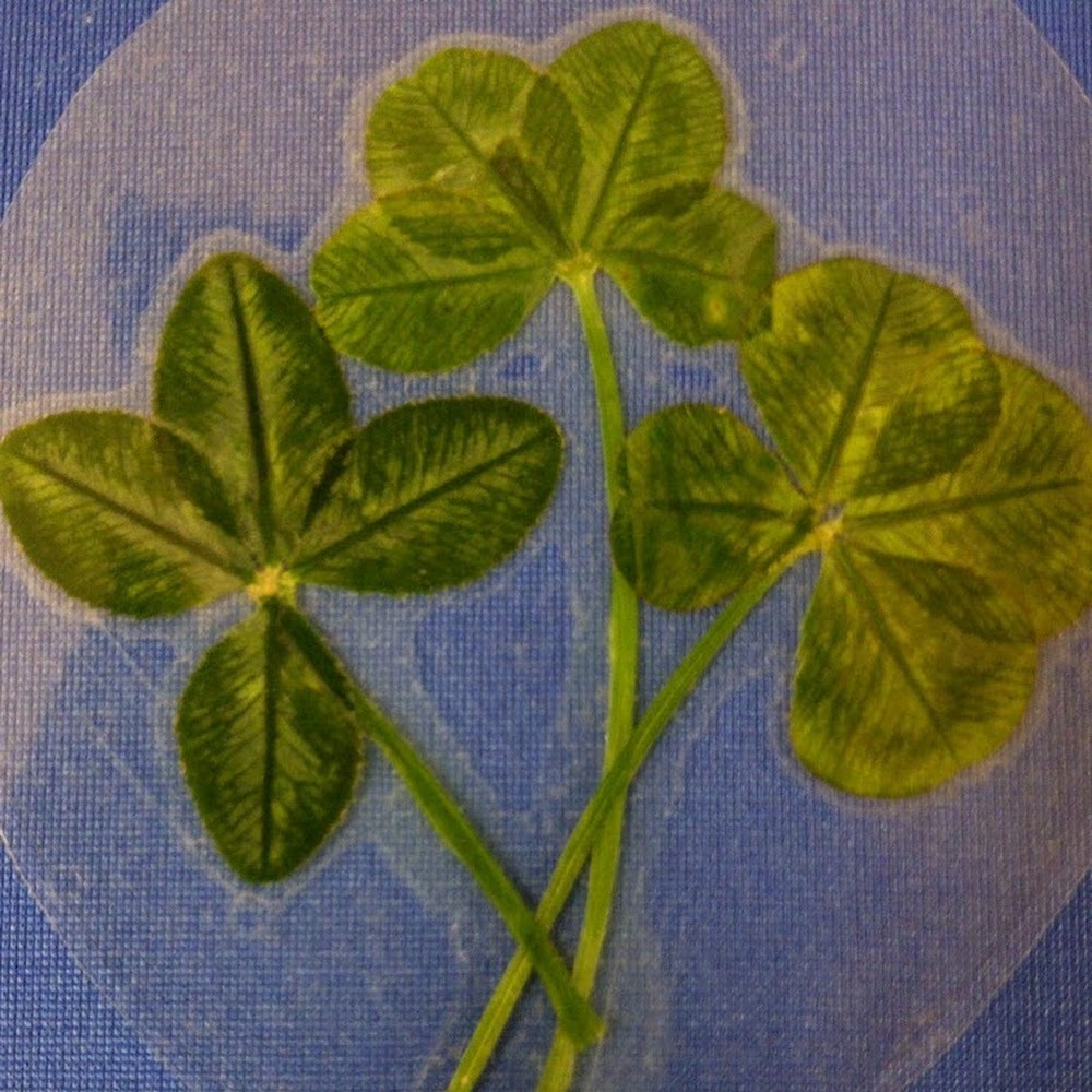 Meet your Posher, Laurie